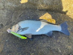 ヒラスズキの釣果