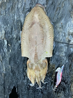 モンゴウイカの釣果