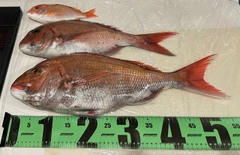 マダイの釣果