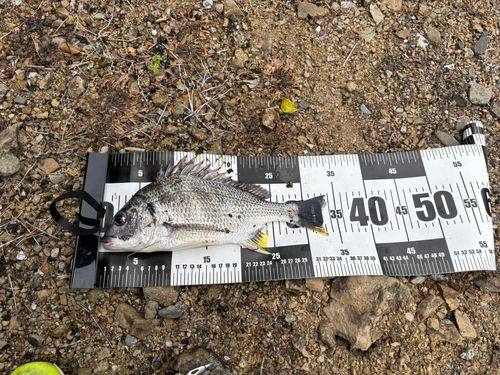 キビレの釣果