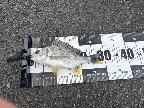 キビレの釣果