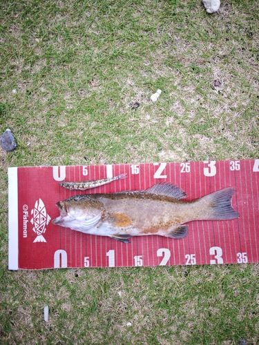 スジアラの釣果