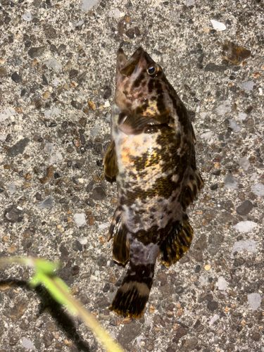タケノコメバルの釣果