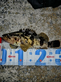 タケノコメバルの釣果