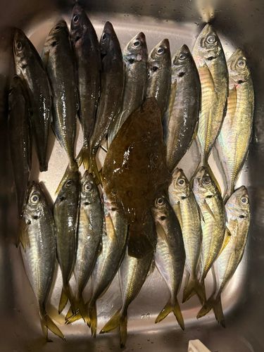 アジの釣果