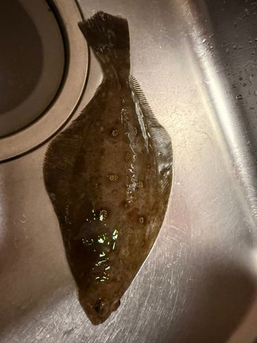 ムシガレイの釣果