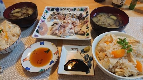 サゴシの釣果