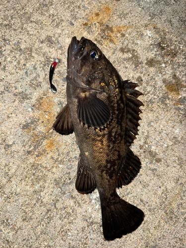 クロソイの釣果