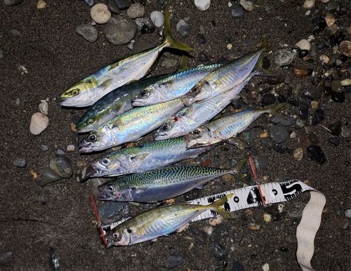 サバの釣果