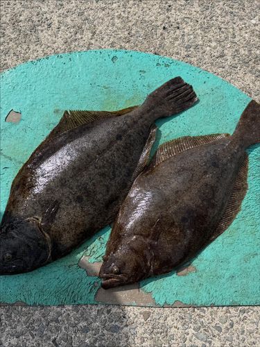 ヒラメの釣果