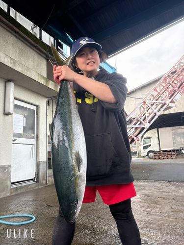 ブリの釣果