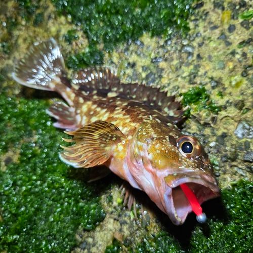 カサゴの釣果