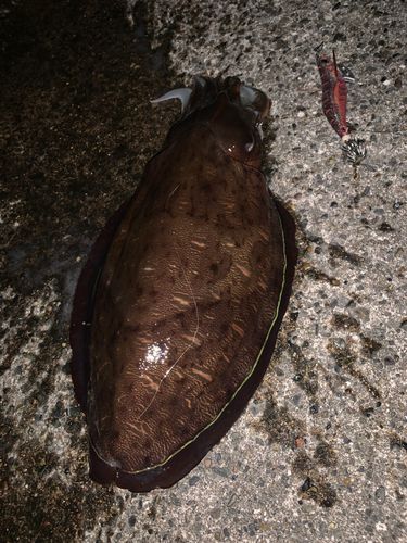 コウイカの釣果