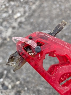 アナハゼの釣果