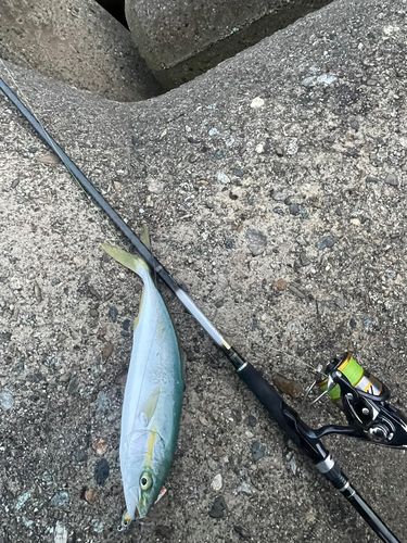 ワカシの釣果