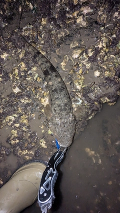 マゴチの釣果