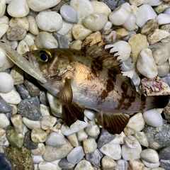 メバルの釣果