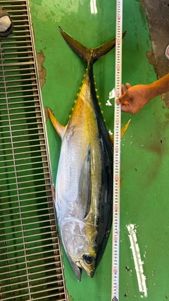 キハダマグロの釣果