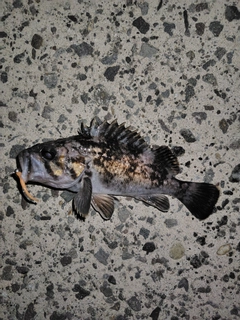 クロソイの釣果