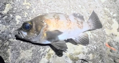 メバルの釣果
