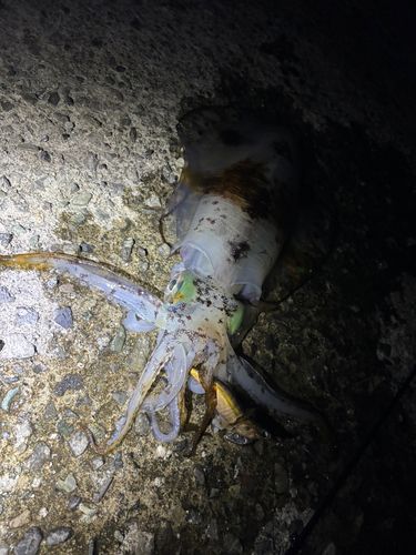 アオリイカの釣果