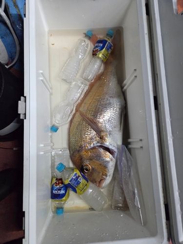 タイの釣果