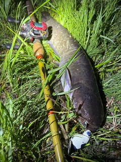 ナマズの釣果
