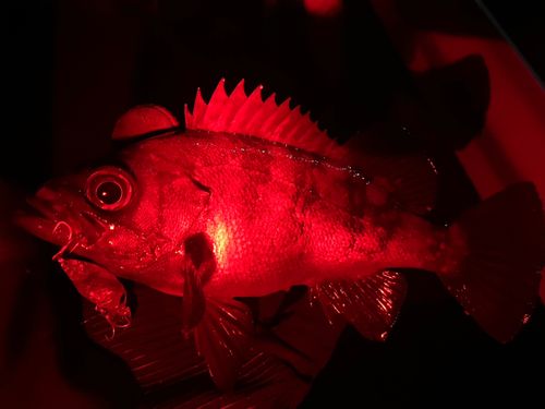 メバルの釣果