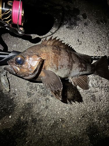 メバルの釣果