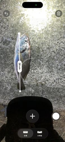 シログチの釣果