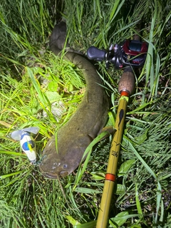 ナマズの釣果