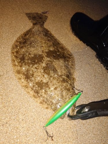 ソゲの釣果