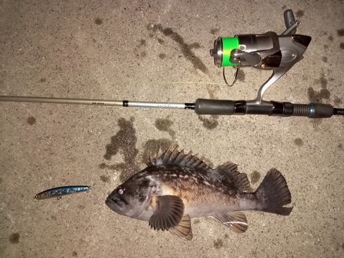 クロソイの釣果