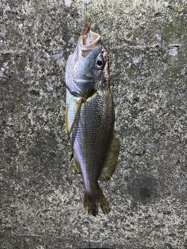 シログチの釣果