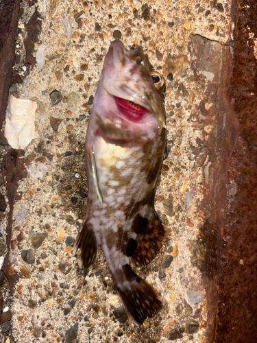 ガシラの釣果