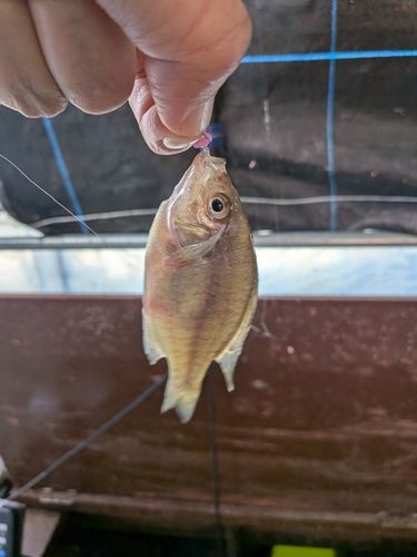 ワカサギの釣果
