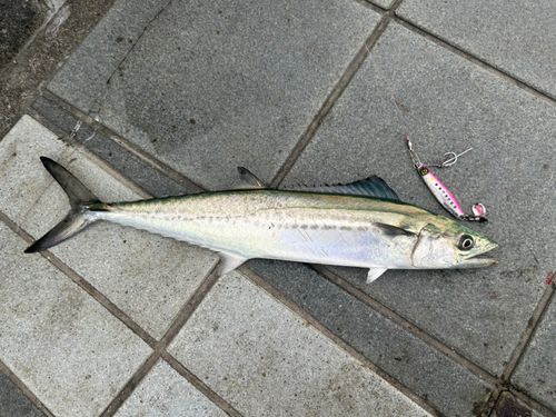 サゴシの釣果