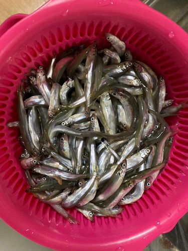 チアユの釣果