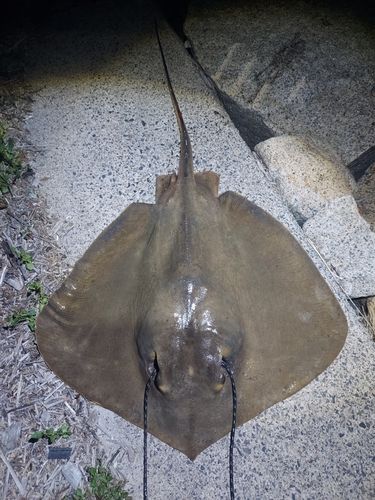 アカエイの釣果