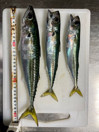 サバの釣果
