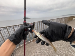 シロギスの釣果