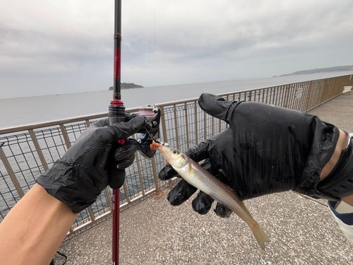 シロギスの釣果