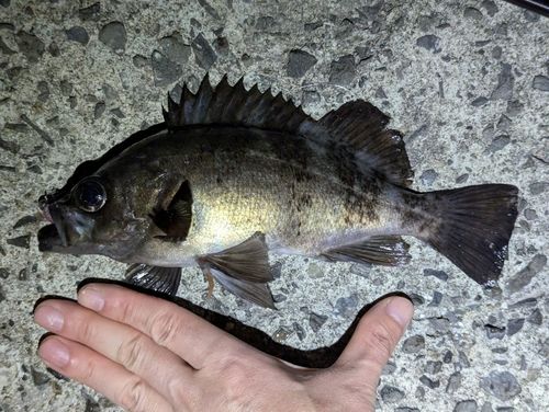 メバルの釣果