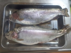 ニジマスの釣果