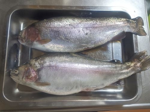 ニジマスの釣果