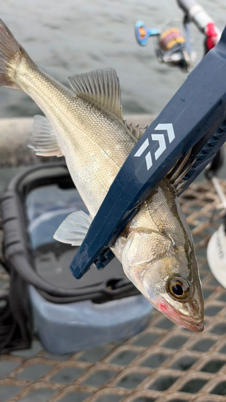 DAIWA 14リーガル 3号-45遠投の最安値・インプレ・釣果 | 本音の口コミ