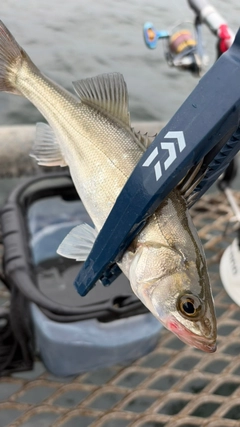 セイゴ（ヒラスズキ）の釣果