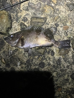 シロメバルの釣果