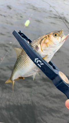 コノシロの釣果