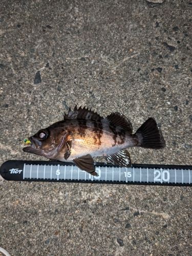 メバルの釣果
